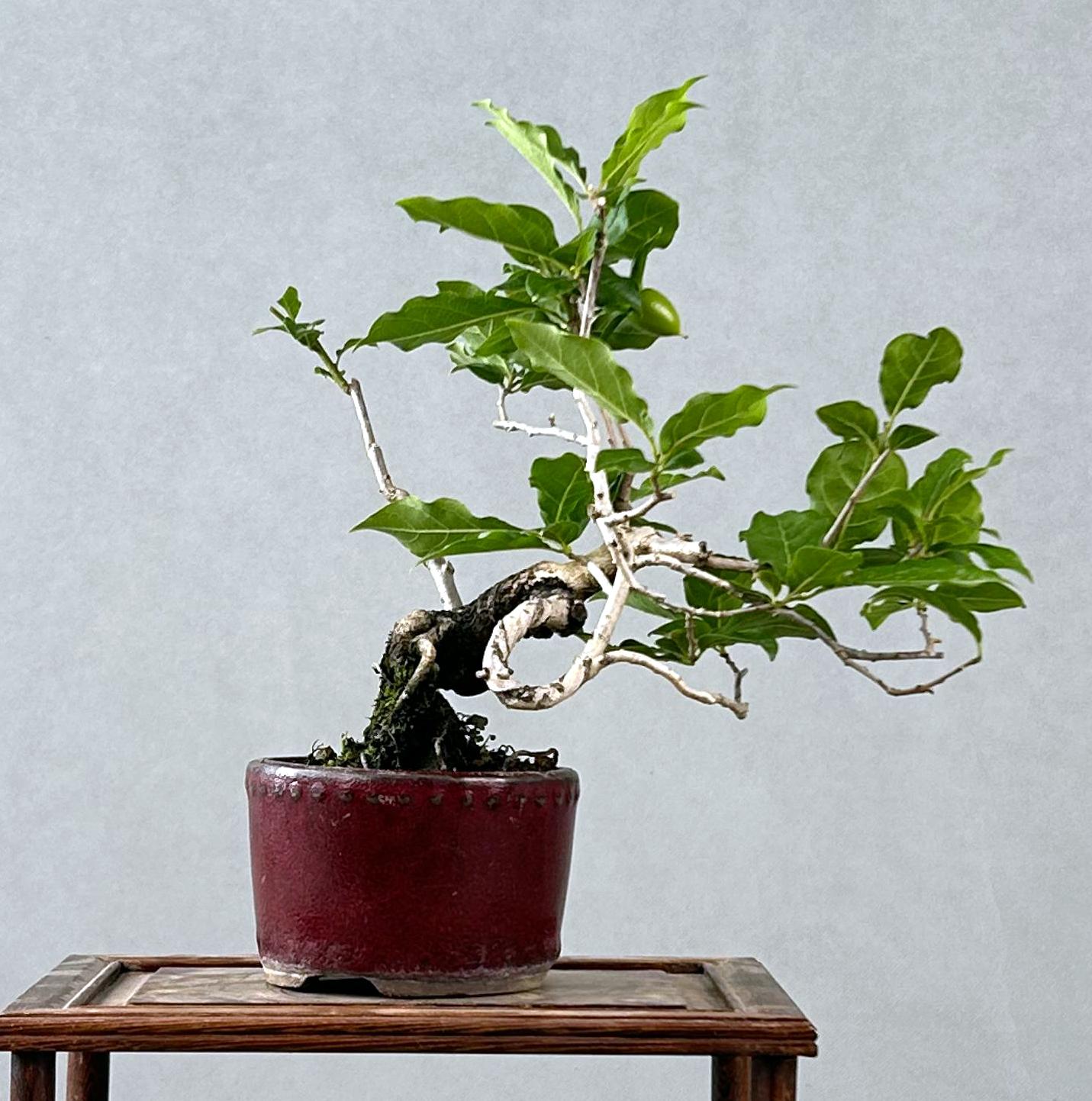DIOSPYROS ROMBIFOLIA (KAKI)